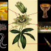 How a Small Ocoee Flower Shares a Big Story