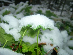 first-snow-in-yambol-2